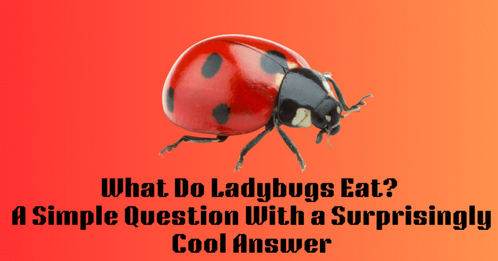 What Do Ladybugs Eat? A Simple Question With a Surprisingly Cool Answer