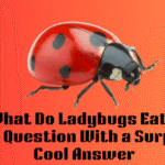What Do Ladybugs Eat? A Simple Question With a Surprisingly Cool Answer