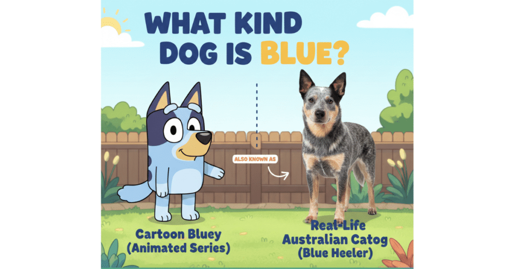 What Kind of Dog Is Bluey? Breed Explained Simply