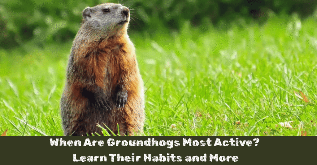 When Are Groundhogs Most Active? Learn Their Habits and More