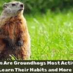 When Are Groundhogs Most Active? Learn Their Habits and More